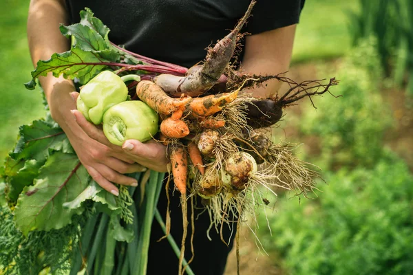 Légumes frais — Photo