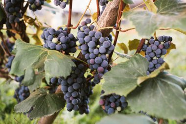 bir asma üzerinde siyah üzüm