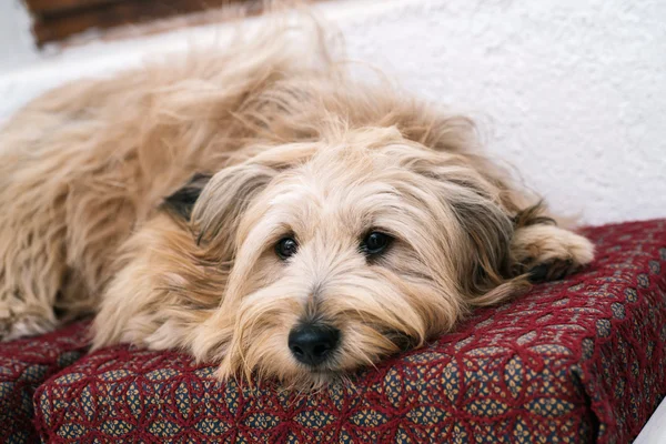 Cão em casa — Fotografia de Stock