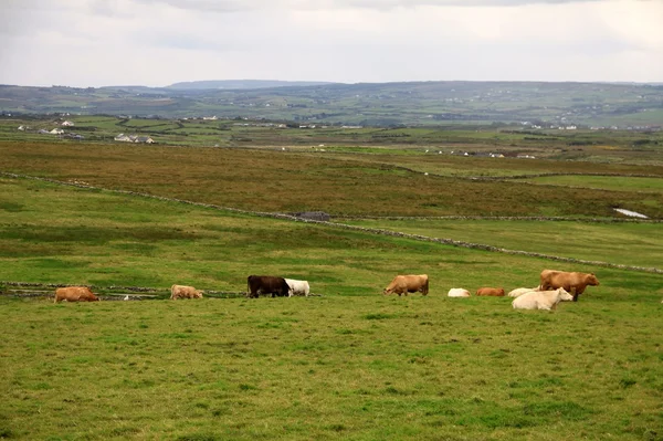 Paesaggio rurale irlandese — Foto Stock