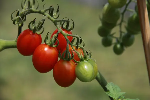 Pequenos tomates cereja — Fotografia de Stock