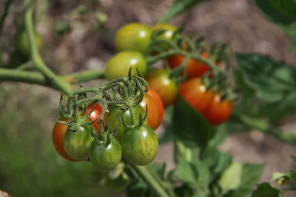 Pequenos tomates cereja — Fotografia de Stock