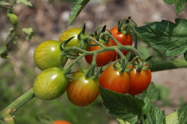 Little cherry tomatoes — Stock Photo, Image