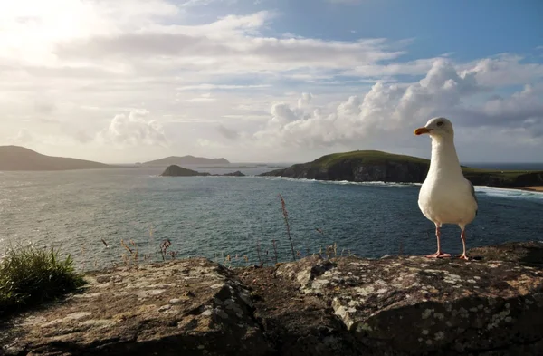 Racek na Slea Head Drive, Irsko — Stock fotografie