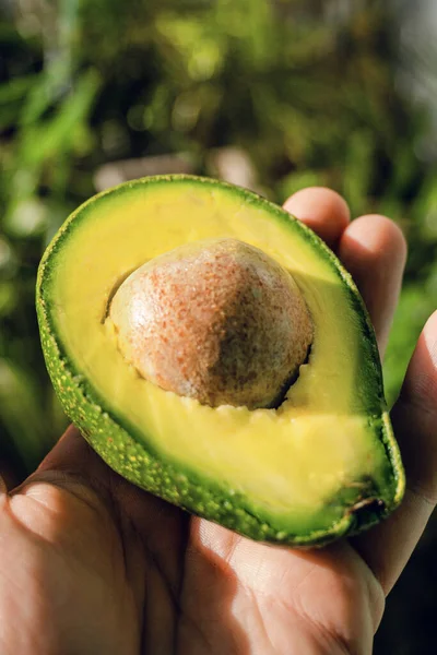 Avocado on a wooden bright background, healthy tropical fruit.