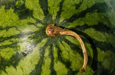 Fresh fruit green watermelon on wooden background in daylight.