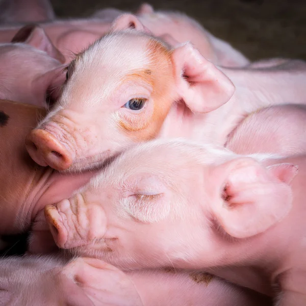 Biggen in een farm — Stockfoto