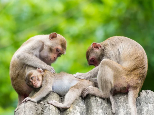 Rodina opice v zoo — Stock fotografie