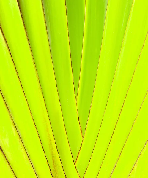 Grandes branches pliantes de palmier abstrait — Photo