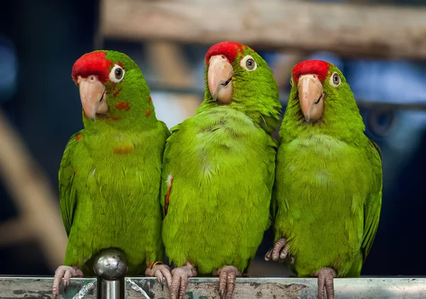 Üç yeşil papağan kuş — Stok fotoğraf