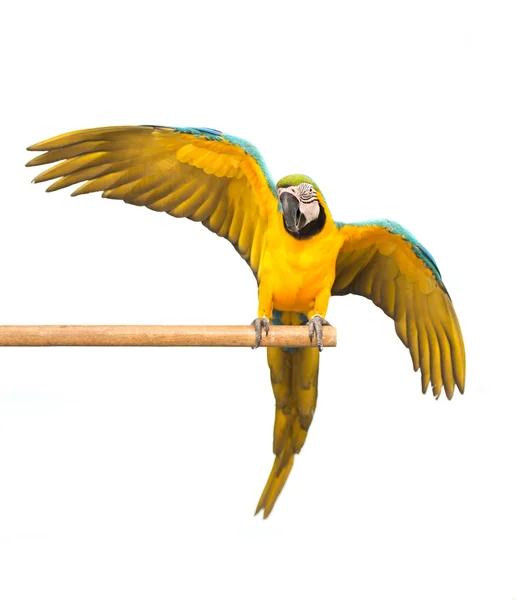 Beyaz arka plan üzerinde papağan Amerika papağanı