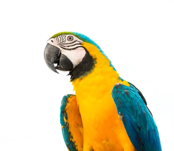 Papagaio arara no fundo branco — Fotografia de Stock