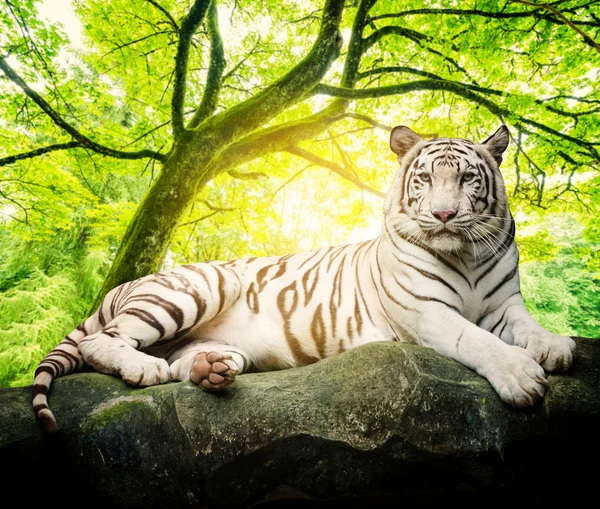 Vit tiger med träd bakgrund — Stockfoto
