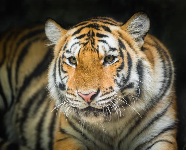 Tijger op zwarte achtergrond — Stockfoto