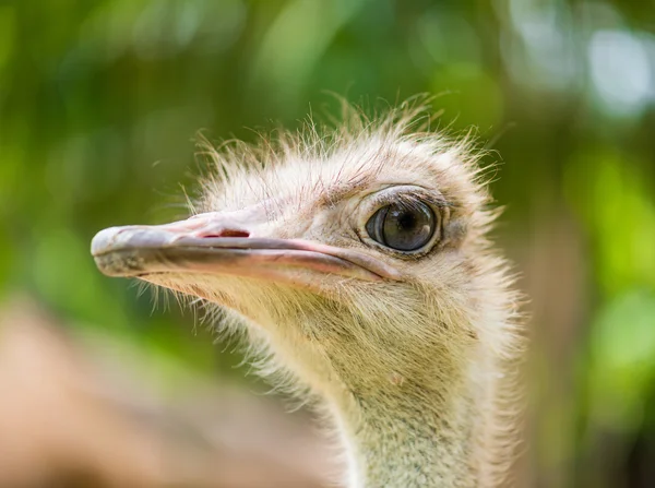 Struisvogelkop van dichtbij — Stockfoto