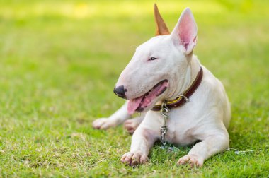 Bullterrier yeşil sahada