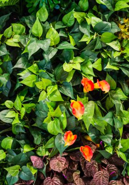 plastik yeşil bırakın