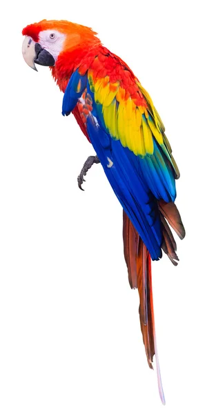 Colorful red parrot macaw on white background with clipping path — Stock Photo, Image