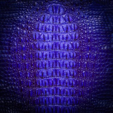 Mavi tatlısu timsahı cilt dokusunu kemik