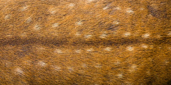 Textura de piel de ciervo —  Fotos de Stock