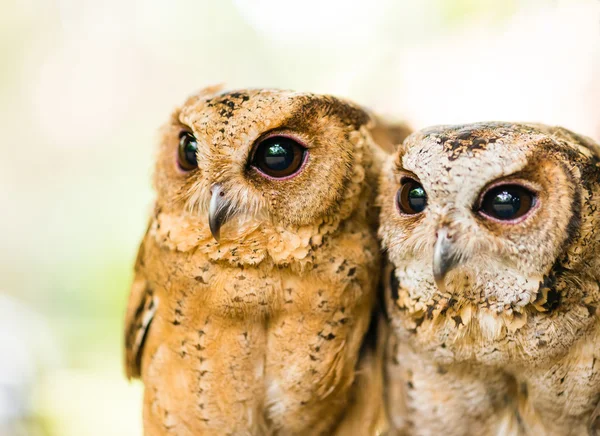 A couple of eagle owls — Stock Photo, Image
