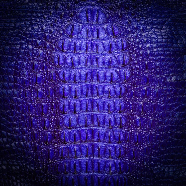 Mavi tatlısu timsahı cilt dokusunu kemik