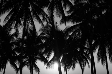 hindistancevizi siluetleri tropikal gün batımı ile