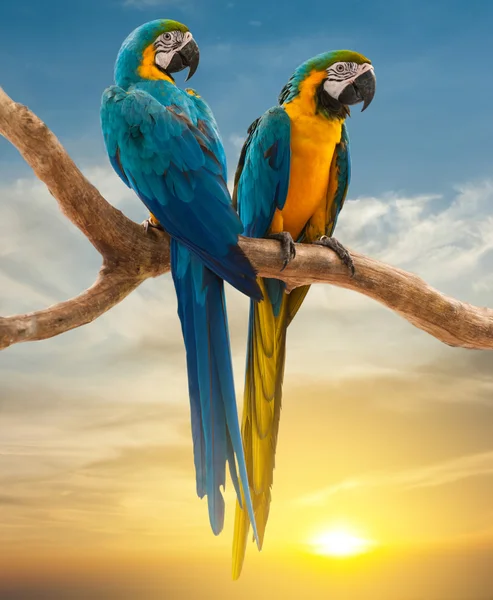 Gün batımı arka plan ile iki papağan — Stok fotoğraf