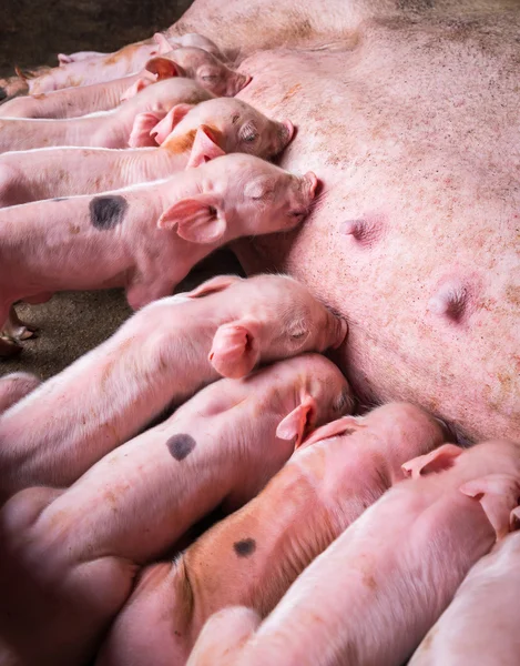 Piglets는 농장에서 — 스톡 사진