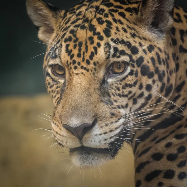 Jaguar hoofd close-up — Stockfoto