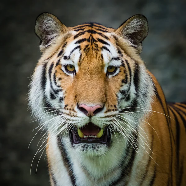 Kaplan kafa yakın çekim