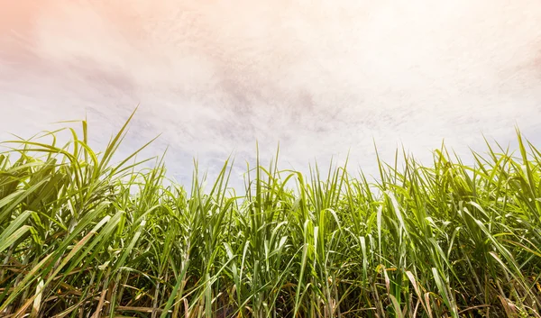 Şeker kamışı ile bulutlu