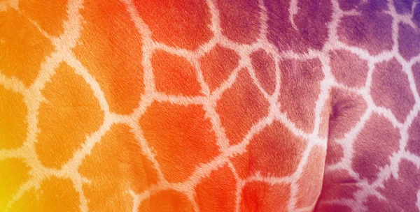 Textura colorida de la piel de jirafa —  Fotos de Stock
