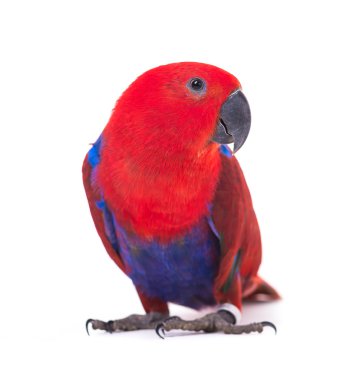 Red parrot macaw clipart