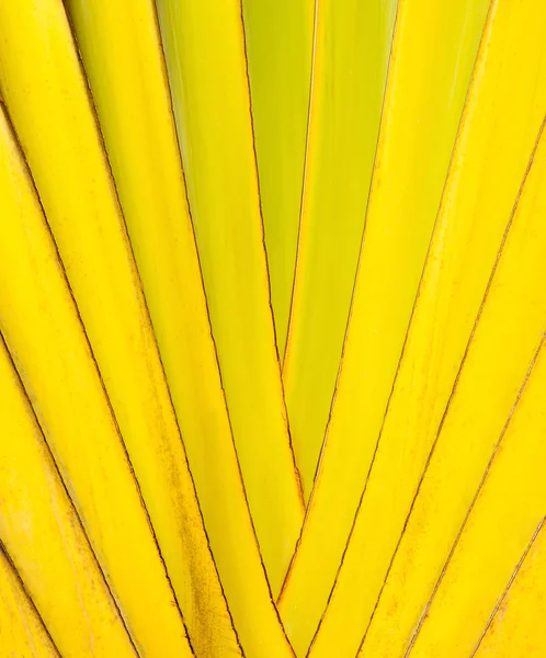 Palm згортання гілок. — стокове фото
