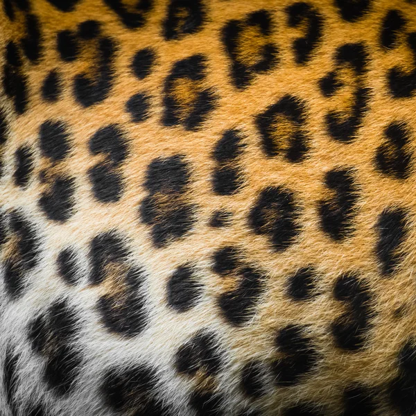 Vera pelle di giaguaro — Foto Stock
