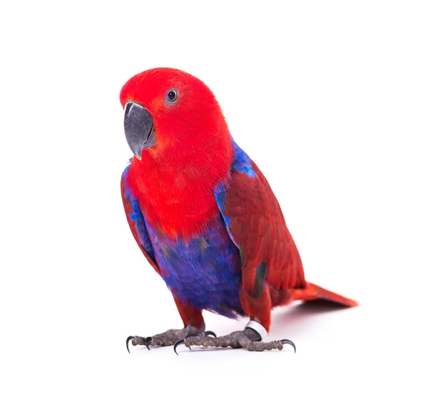 Kırmızı papağan Amerika papağanı — Stok fotoğraf