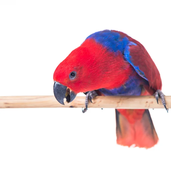 Arara de papagaio vermelho — Fotografia de Stock