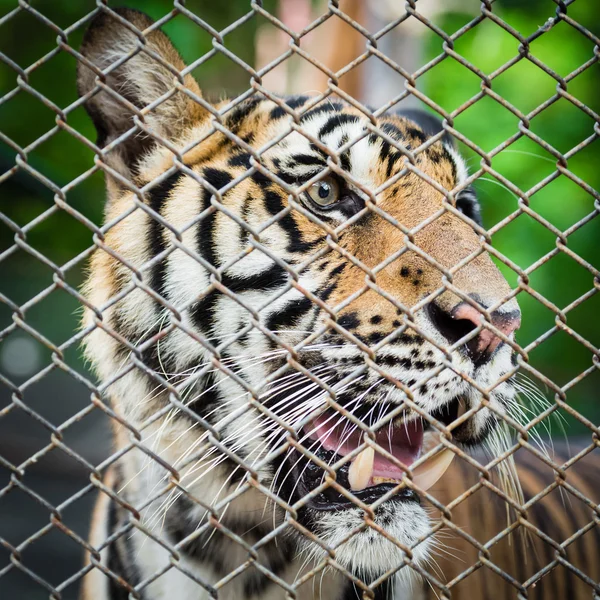 Tiger in kooi — Stockfoto