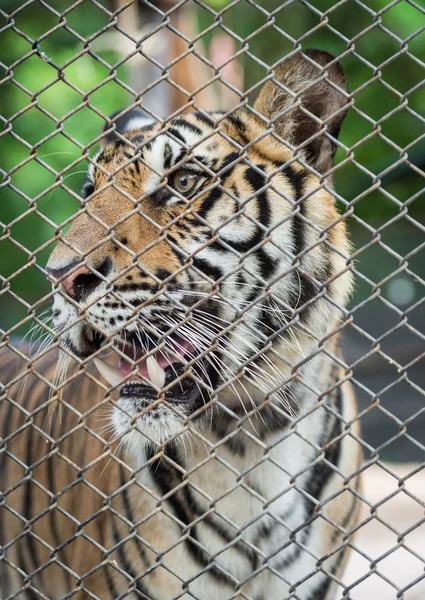Tiger in kooi — Stockfoto