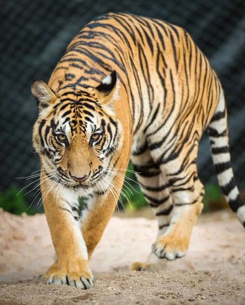 Farlig tiger — Stockfoto