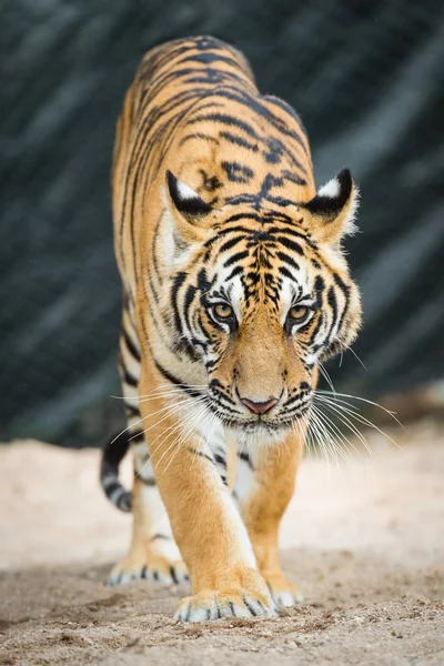 Tigre pericolosa — Foto Stock