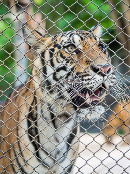 Tiger in cage — Stock Photo, Image