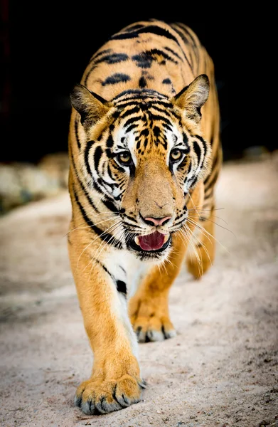 Dangerous tiger — Stock Photo, Image