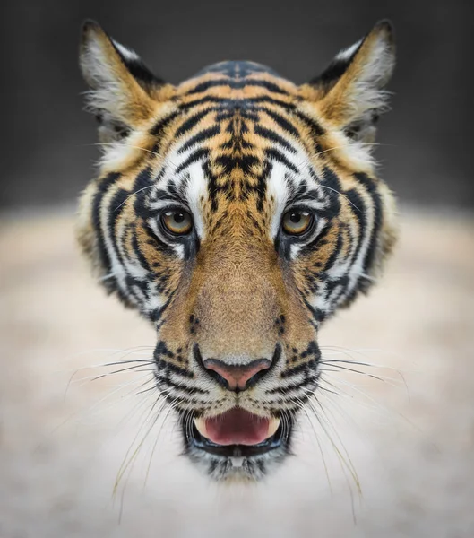 Tiger face — Stock Photo, Image