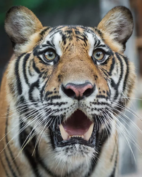 Farlig tiger — Stockfoto