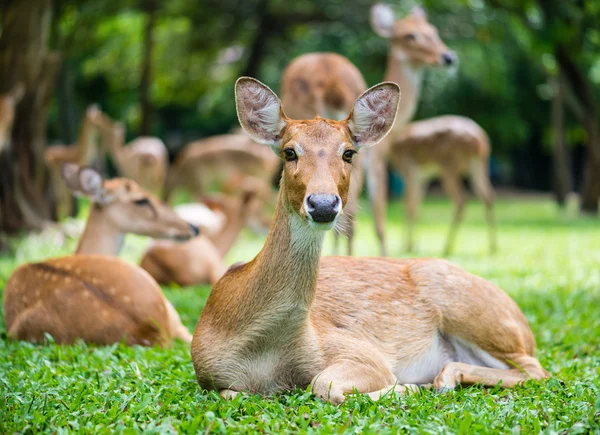 Geyikler çimenlerin üzerinde