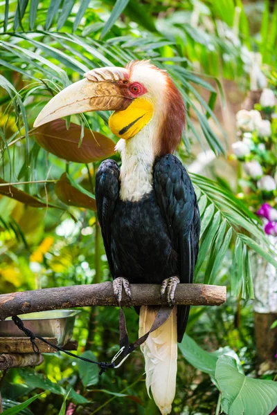 Grande hornbill — Fotografia de Stock