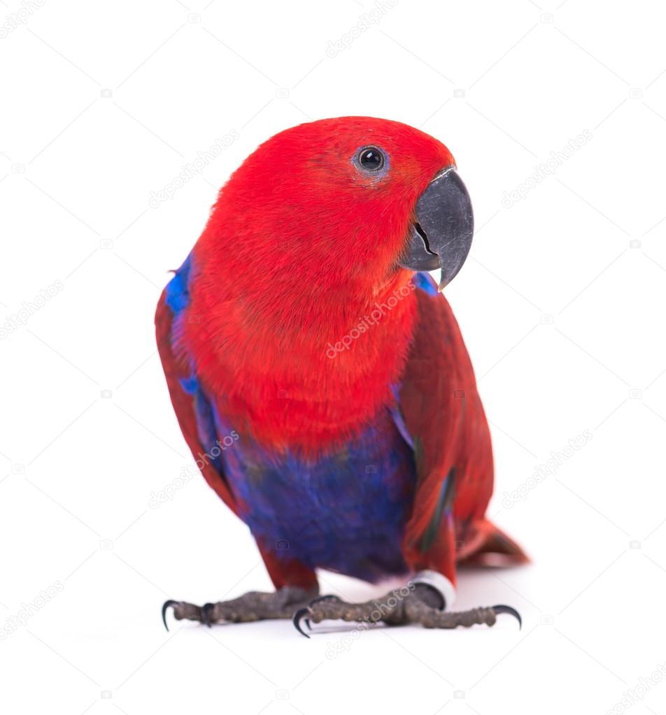 Red parrot macaw
