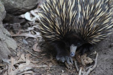 bir dikenli karıncayiyen yakın çekim